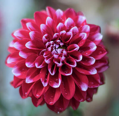 Floral Photos - Dahlia Patterns by Martin Newman