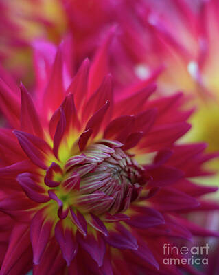 Target Project 62 Abstract - Dahlia Red Radiance by Mike Reid