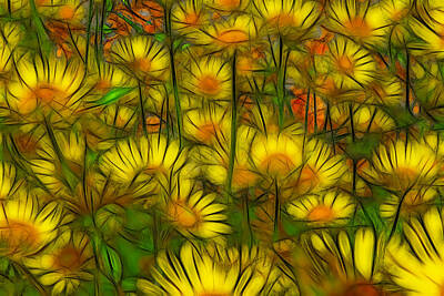 Andy Fisher Test Collection - Daisies by Jean-Marc Lacombe