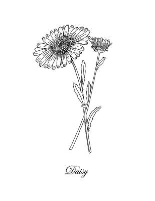 Floral Drawings - Daisy. Botanical by Masha Batkova