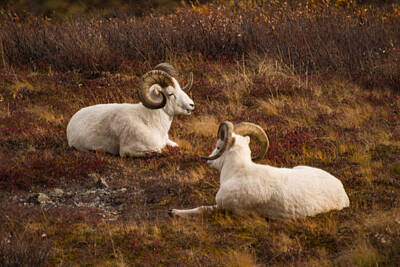 Grimm Fairy Tales - Dall sheep in Denali by Jeff Folger