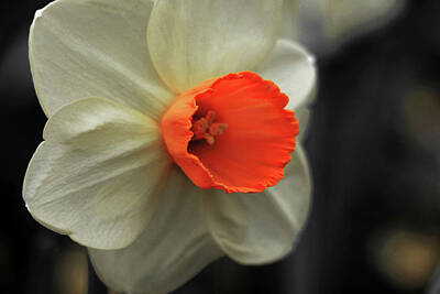 Kitchen Collection Royalty Free Images - Dallas Daffodils 49 Royalty-Free Image by Pamela Critchlow