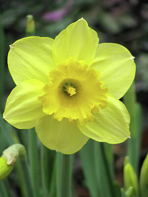 On Trend Light And Airy Rights Managed Images - Dallas Daffodils 84 Royalty-Free Image by Pamela Critchlow