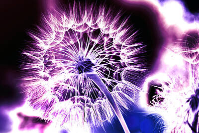 Maps Maps And More Maps Royalty Free Images - Dandelion backlit Royalty-Free Image by Cj Avery