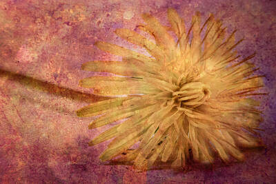 Neutrality Royalty Free Images - Dandelion Royalty-Free Image by Erin Cadigan