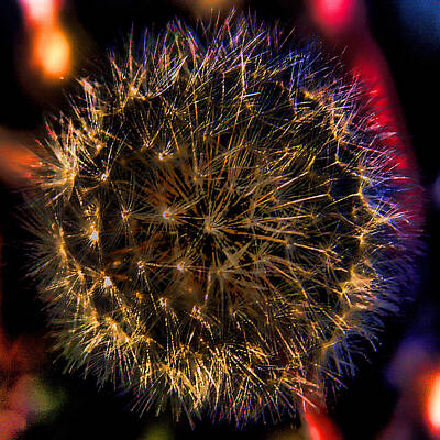 Target Project 62 Abstract - Dandelion II by David Patterson