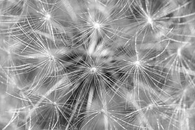 Creative Charisma - Dandelion Sparkles Black and White by Terry DeLuco