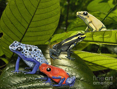 Animals And Earth Rights Managed Images - Dart-Poison Frogs - Poison-Dart Frogs Dendrobatidae - Baumsteiger Frosch - Pijlgifkikkers Royalty-Free Image by Urft Valley Art \ Matt J G  Maassen-Pohlen