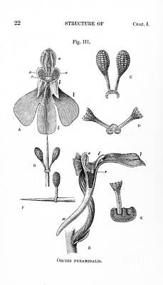 Florals Photos - Darwins Illustration Of Orchis by Wellcome Images
