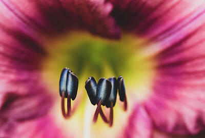 Landscapes Kadek Susanto Royalty Free Images - Daylily Royalty-Free Image by Keith Smith