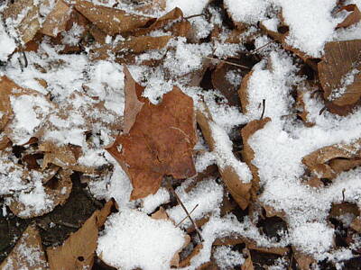 All Black On Trend - Dead leaves in the snow by Alice Markham