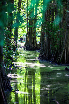 Valentines Day - Deep Green Swamp by Bonnie Marquette