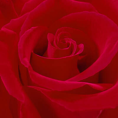 Roses Royalty-Free and Rights-Managed Images - Deep Red Rose by Mike McGlothlen