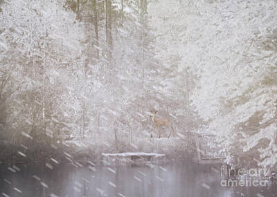 Sports Illustrated Covers - Deer at the Pond in Winter by Hal Halli