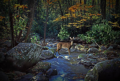 Animals Photos - Deer crossing a Stream at Roaring Forks by Randall Nyhof