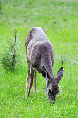 Woodland Animals - Deer in the Field by Debby Pueschel