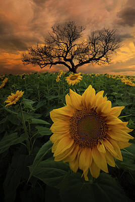 Sunflowers Royalty-Free and Rights-Managed Images - Delicate by Aaron J Groen