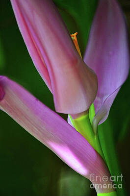 Lilies Royalty Free Images - Delicate pink Royalty-Free Image by Spade Photo
