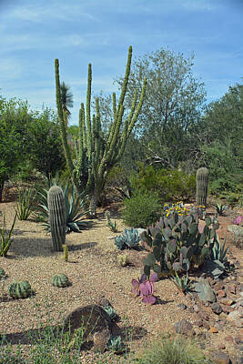 Wildlife Cabin - Desert Cactus by Aimee L Maher ALM GALLERY
