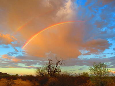 Laundry Room Signs - Desert Ironwood and Double Rainbows by Judy Kennedy