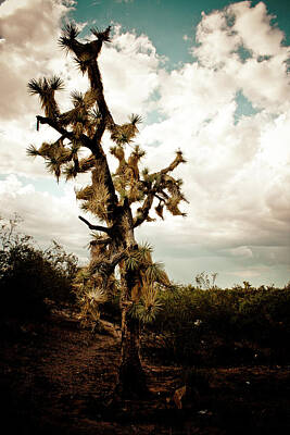 Landscapes Rights Managed Images - Desert Life #2 Royalty-Free Image by Robert J Caputo