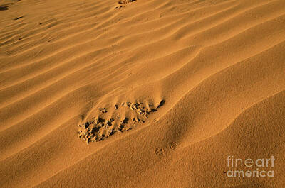 Mid Century Modern Royalty Free Images - Desert sand dunes.  Royalty-Free Image by Efraim Bar