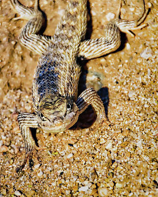 Mark Myhaver Rights Managed Images - Desert Spiny Lizard V31 Royalty-Free Image by Mark Myhaver