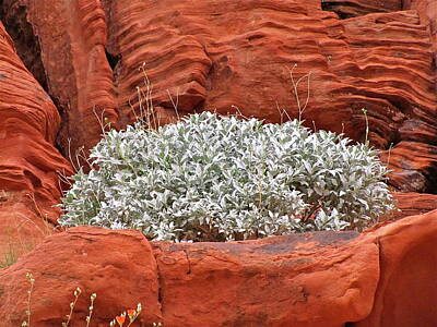 Ring Of Fire Rights Managed Images - Desert vegetation Royalty-Free Image by Sean Griffin
