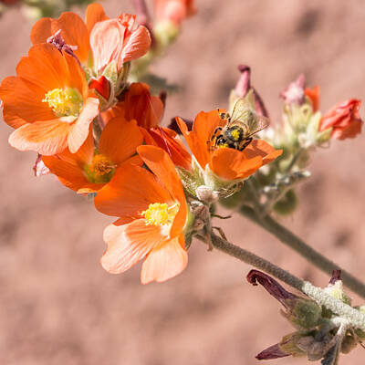 Ingredients Rights Managed Images - Desert Wildflowers Royalty-Free Image by Diane Backs-Mancuso