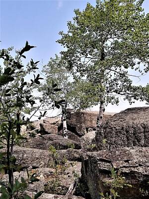 Old Masters Royalty Free Images - Devils Tower Birch Tree1 Royalty-Free Image by Rob Hans