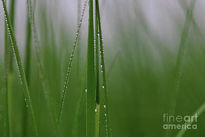 From The Kitchen - Dew Drops by Karol Livote