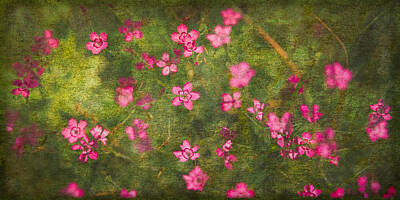 Blooming Daisies - Dianthus Dream by Tom Bradley