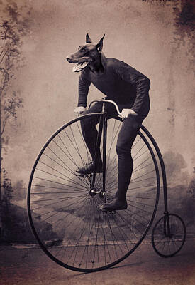 Transportation Rights Managed Images - Doberman Velocipede Royalty-Free Image by Aged Pixel