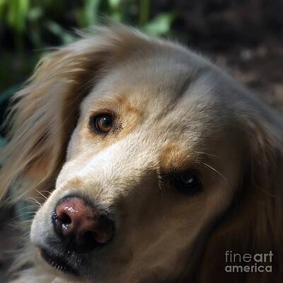 Frank J Casella Royalty-Free and Rights-Managed Images - Dog Eyes by Frank J Casella