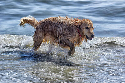 Bald Eagle - Dog in the Surf 5 by Linda Brody