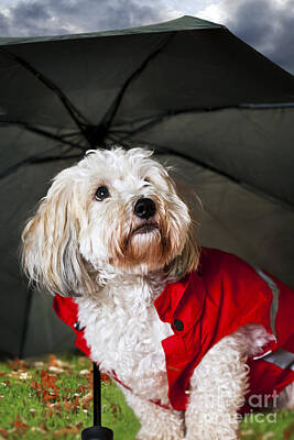 Animals Photos - Dog under umbrella by Elena Elisseeva