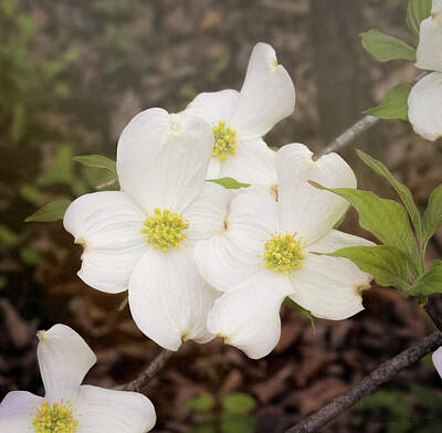 Floral Photos - Dogwood Blossom Trio by Bellesouth Studio