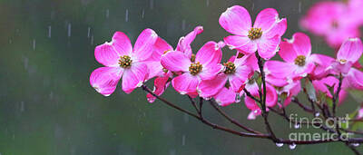 Works Progress Administration Posters Rights Managed Images - Dogwood Flowers in the Rain 0552 Royalty-Free Image by Jack Schultz