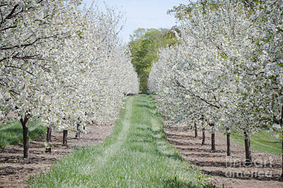 Nikki Vig Royalty Free Images - Door County Cherry Blossoms Royalty-Free Image by Nikki Vig