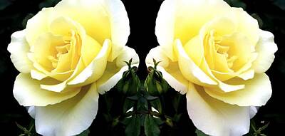 Roses Mixed Media - Double Cream Roses by Will Borden