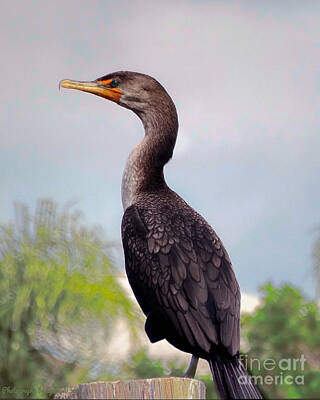 Creative Charisma - Double Crested Cormorant by Gena Weiser