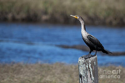 Animal Watercolors Juan Bosco - Double-Crested Cormorant by Twenty Two North Photography