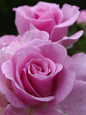 Roses Photo Royalty Free Images - Double Take Royalty-Free Image by Juergen Roth