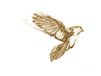 Animals Drawings - Dove by Ivan Dinkov
