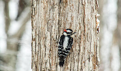 Dainty Daisies Royalty Free Images - Downy Woodpecker Looking for Food Royalty-Free Image by Douglas Barnett