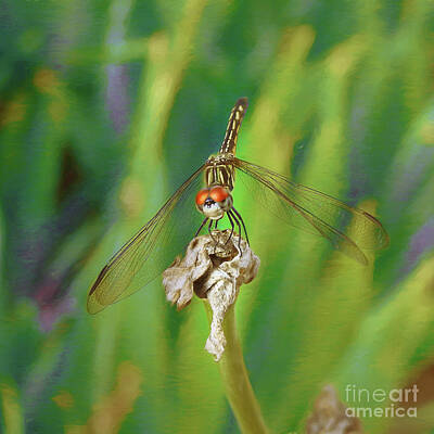 Tea Time - Dragonfly Nbr 4 by Scott Cameron