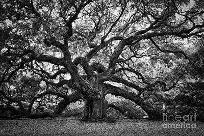 Landmarks Photo Royalty Free Images - Dramatic Angel Oak in Black and White Royalty-Free Image by Carol Groenen