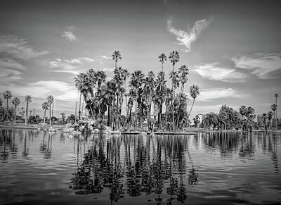 Cities Rights Managed Images - Dramatic Black and White Palm Tree Reflections Royalty-Free Image by Aimee L Maher ALM GALLERY