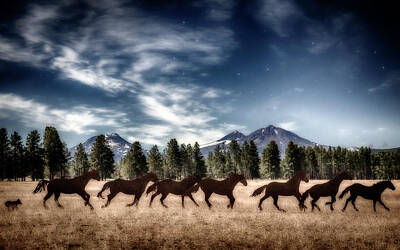 Mammals Royalty-Free and Rights-Managed Images - Dreaming of Horses by Cat Connor