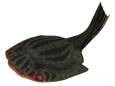 Animals Digital Art - Drepanaspis Jawless Fish by Corey Ford
